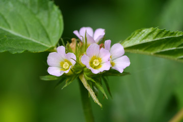 beautiful pink flowers in the garden