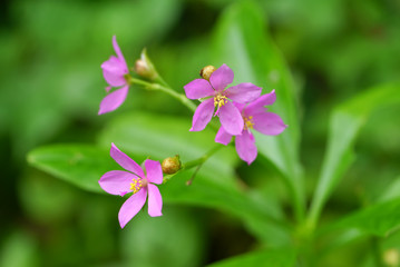 Fototapeta premium beautiful pink flowers in the garden