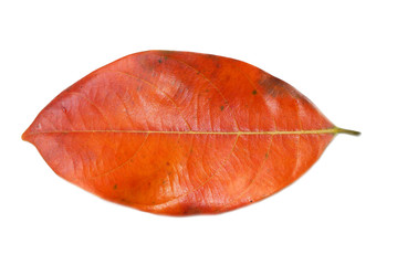 Orange Leaf on white background.