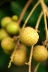 Longan orchards -Tropical fruits longan in Thailand