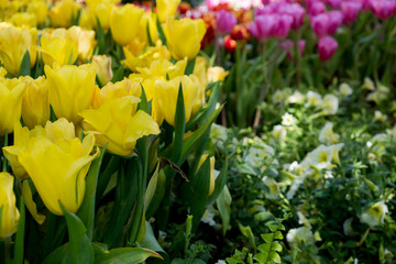 Tulip. Beautiful bouquet of tulips. colorful tulips. tulips in spring,colourful tulip garden