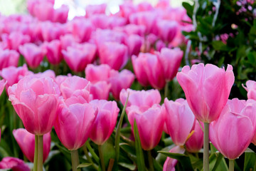Tulip. Beautiful bouquet of tulips. colorful tulips. tulips in spring,colourful tulip garden