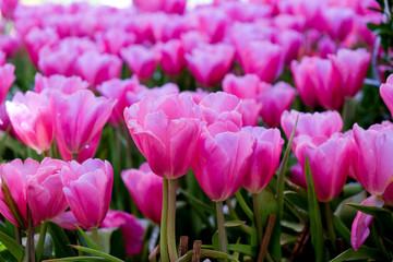 Fototapeta premium Tulip. Beautiful bouquet of tulips. colorful tulips. tulips in spring,colourful tulip garden