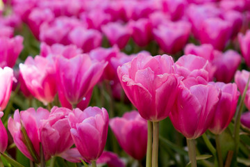 Tulip. Beautiful bouquet of tulips. colorful tulips. tulips in spring,colourful tulip garden