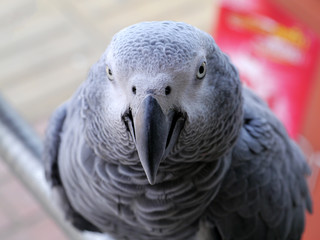African grey parrot looking.