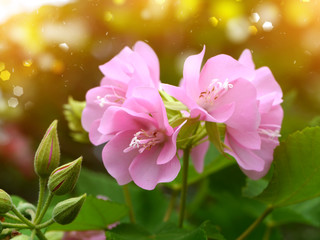 beautiful pink flowers in the garden