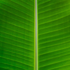 Banana leaf pattern.