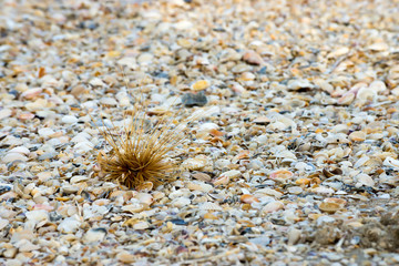 Shells on the beach background.