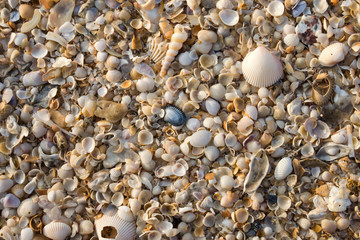 Shells on the beach background.