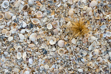 Shells on the beach background.