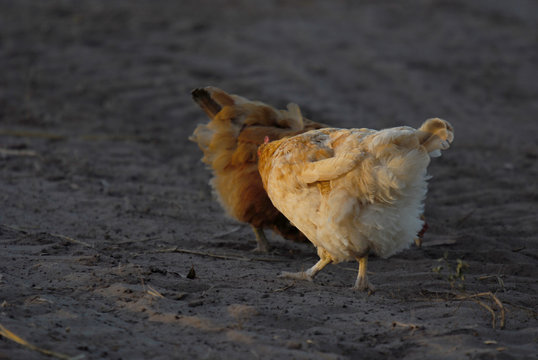 Gallinas en criadero