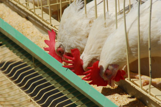 Gallinas en criadero