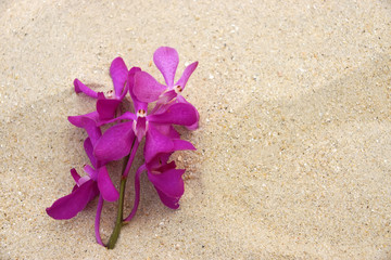 Purple flowers on the beach.