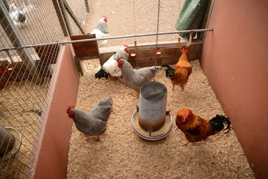 Gallinas en criadero