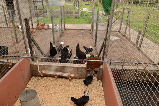 Gallinas en criadero