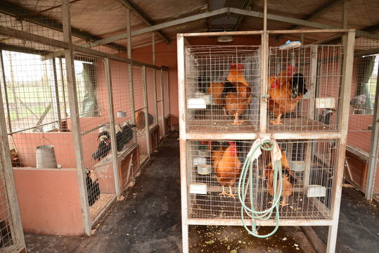Gallinas en criadero