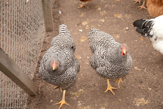 Gallinas en criadero