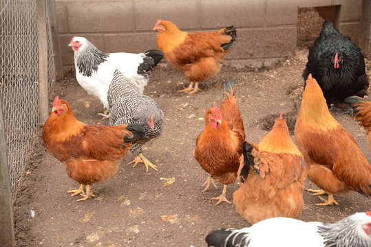 Gallinas en criadero