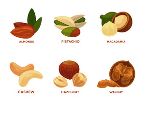 Nut set. Ripe nuts and seeds vector illustration.