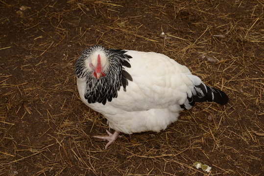 Gallinas en criadero