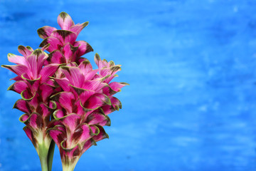 Pink bouquet on blue painted wooden background
