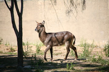 Waterbuck Africa animal