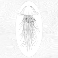 Naklejka premium Vector oceanic jellyfish
