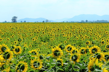 Yellow Sunflower Blooming Through the fields