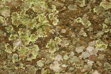 Lichen in nature