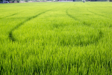 the landscape of green young rice fields.