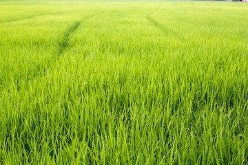 the landscape of green young rice fields.