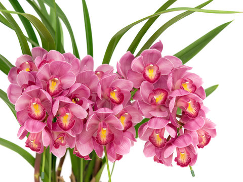 シンビジューム Images – Browse 657 Stock Photos, Vectors, and