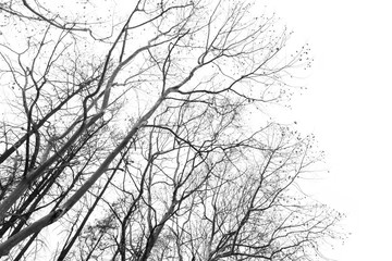Fototapeta na wymiar isolated tree trunks on white background