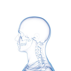 Bones, Human Head Skeleton