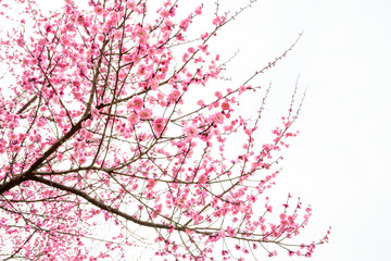 isolated plum blossom tree