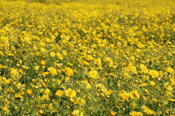 Beautiful Chrysanthemum