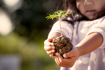 little girl  hand holding young tree for prepare plant on ground