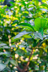 Green carden texture. Detail of green leaves.