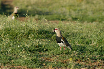 Tero