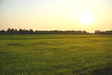 Rice field with morning light./ Rice fields in the morning Against the backdrop of nature  