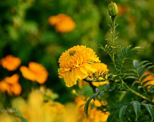 Yellow Marigold / Marigolds are blooming on the background blur.