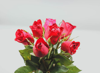 Red rose with message card.Image of Valentines day