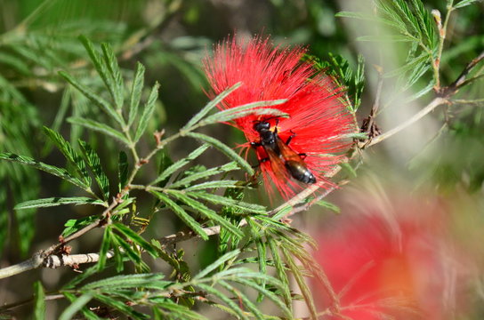 Abejorro,  g&eacute;nero de himen&oacute;ptero sobre plumerillo rojo, Oxypetalum solanoides