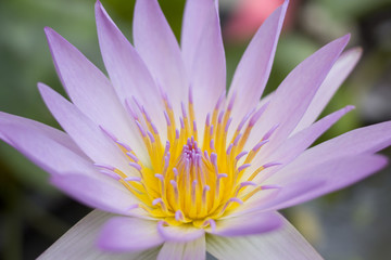 Blooming beautiful single lotus