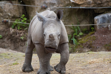 Naklejka premium Jeune rhinocéros blanc