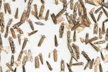 Group small butterfly sleep at cement wall