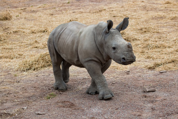 Fototapeta premium Jeune rhinocéros blanc