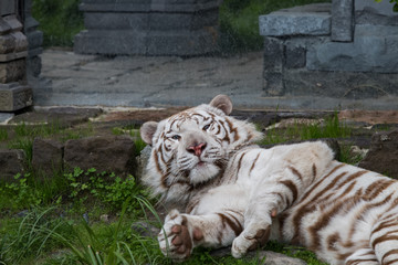Tigre blanc sur le dos qui se pavane