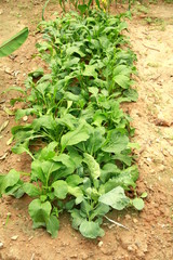 Vegetable at Garden