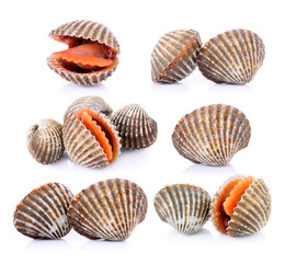 fresh cockles seafood on white background